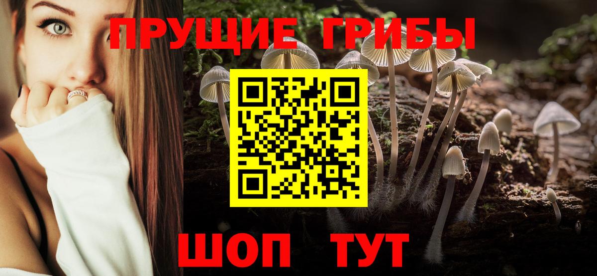 Галлюциногенные грибы Psilocybe Полысаево